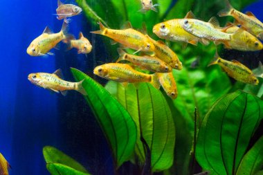 Tatlı su akvaryum balığı, Sumatra, Borneo ve daha fazlası, (Puntius sp.)