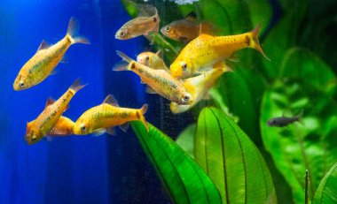 Tatlı su akvaryum balığı, Sumatra, Borneo ve daha fazlası, (Puntius sp.)