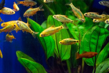 Tatlı su akvaryum balığı, Sumatra, Borneo ve daha fazlası, (Puntius sp.)