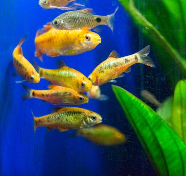 Tatlı su akvaryum balığı, Sumatra, Borneo ve daha fazlası, (Puntius sp.)