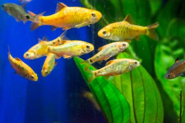 Tatlı su akvaryum balığı, Sumatra, Borneo ve daha fazlası, (Puntius sp.)