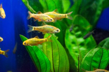 Tatlı su akvaryum balığı, Sumatra, Borneo ve daha fazlası, (Puntius sp.)