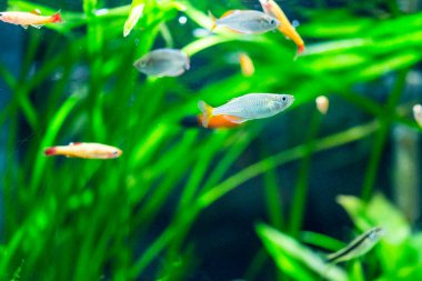 Tatlı su akvaryum balığı, Neon cüce gökkuşağı balığı (Melanotaenia praecox)