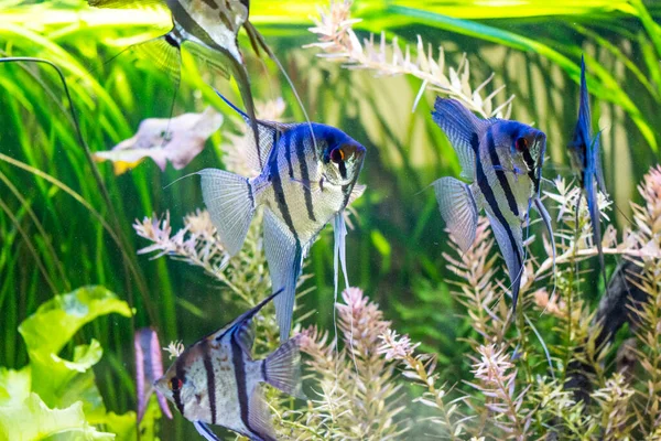 Sötvattensakvariefiskar Angelfish Från Amazonfloden Pterophyllum Scallare Altum — Stockfoto