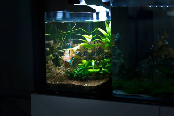 Freshwater small planted aquarium