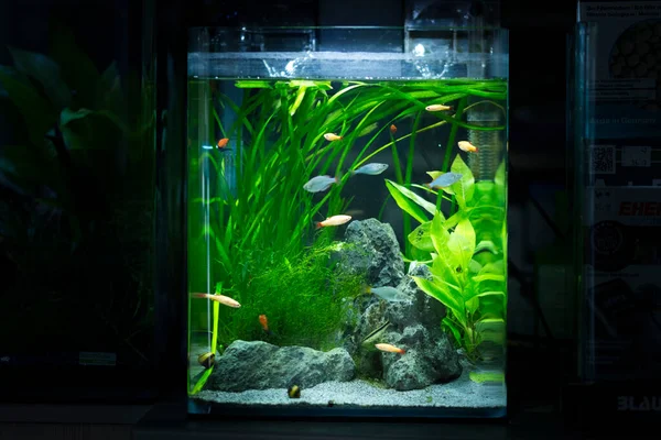 Tatlı su küçük ekili akvaryum 
