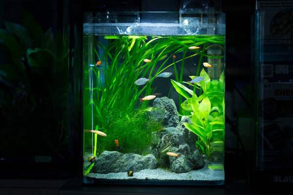 Малый аквариум с пресной водой
 