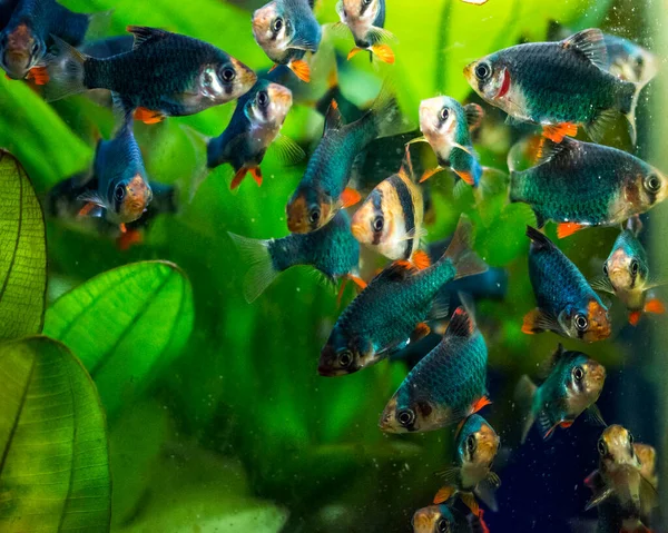 Пресноводные Аквариумные Рыбы Тигровая Колючка Суматры Борнео Puntius Tetrazona — стоковое фото