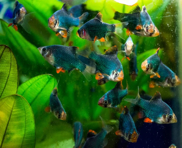 Peces Acuario Agua Dulce Corteza Tigre Sumatra Borneo Puntius Tetrazona —  Fotos de Stock