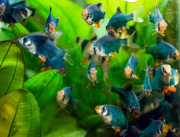 Peces Acuario Agua Dulce Corteza Tigre Sumatra Borneo Puntius Tetrazona — Foto de Stock