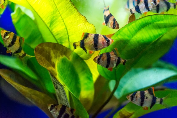 Tatlı Akvaryum Balığı Sumatra Borneo Dan Kaplan Iğnesi Puntius Tetrazona — Stok fotoğraf