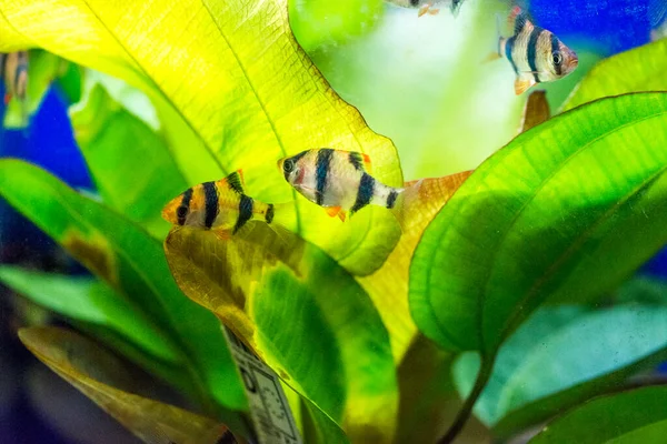 Tatlı Akvaryum Balığı Sumatra Borneo Dan Kaplan Iğnesi Puntius Tetrazona — Stok fotoğraf