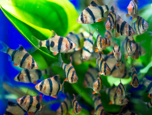 Freshwater aquarium fish, tiger barb from Sumatra and Borneo (Puntius tetrazona)