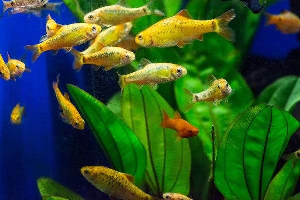 Peces Acuario Agua Dulce Púas Sumatra Borneo Más Puntius — Foto de Stock