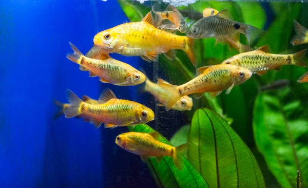 Freshwater Aquarium Fish Barb Sumatra Borneo More Puntius — стокове фото