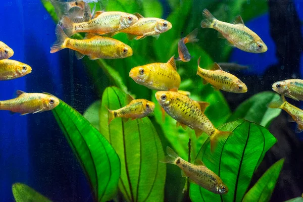 stock image Freshwater aquarium fish, barb from Sumatra, Borneo and more, (Puntius sp.)