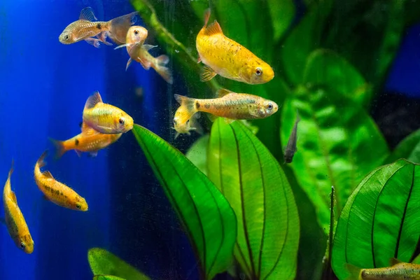 Peces Acuario Agua Dulce Púas Sumatra Borneo Más Puntius — Foto de Stock