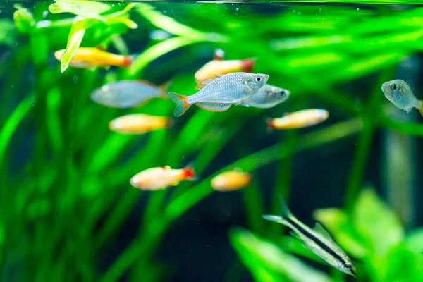 Pește Acvariu Apă Dulce Peștele Pitic Neon Melanotaenia Praecox — Fotografie, imagine de stoc