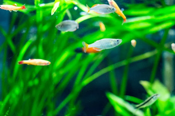 Sötvatten Akvarium Fisk Den Neon Dvärg Regnbåge Fisk Melanotaenia Praecox — Stockfoto