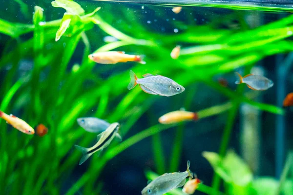 Freshwater Aquarium Fish Neon Dwarf Rainbowfish Melanotaenia Praecox — стокове фото