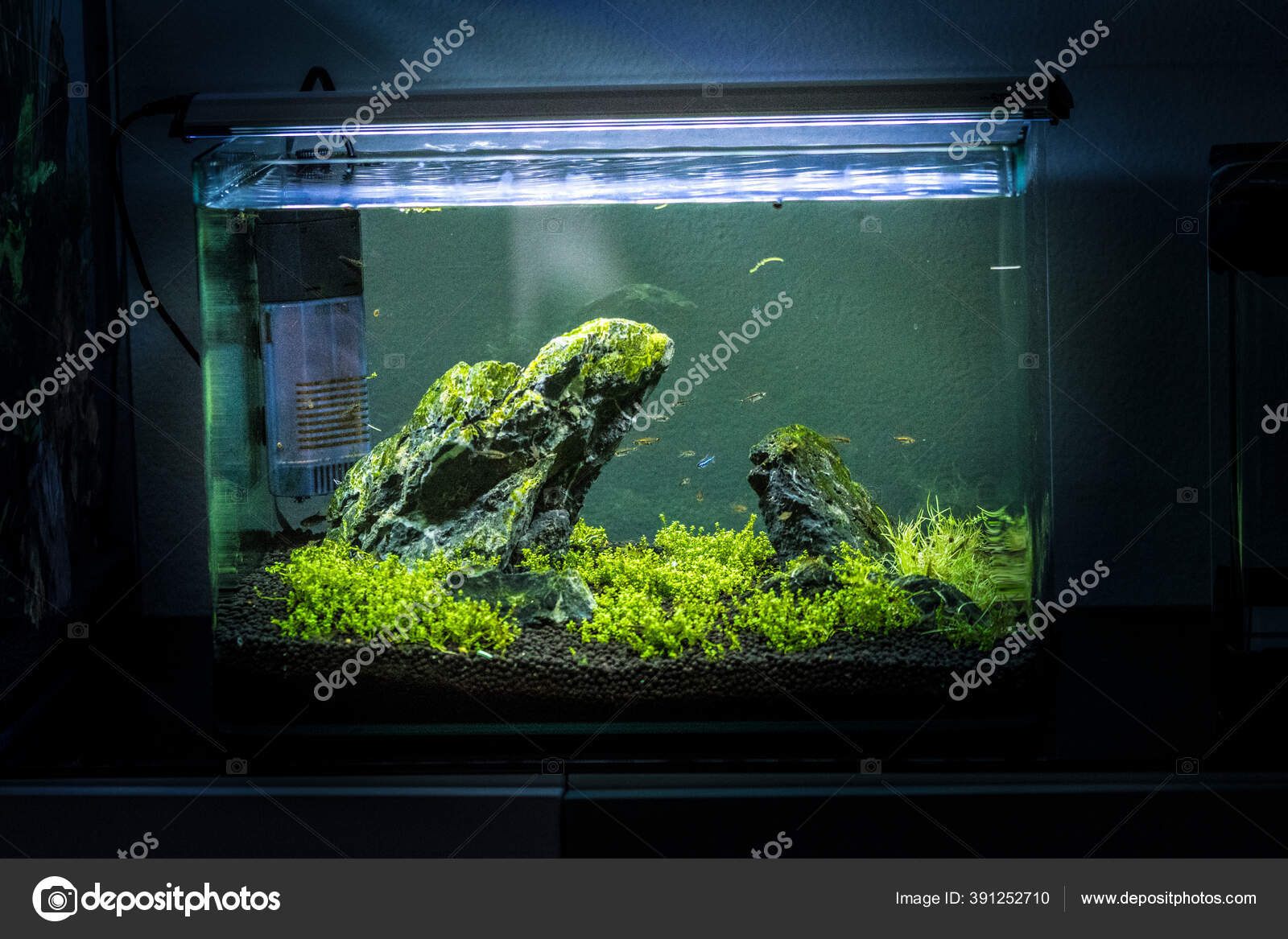 Freshwater Small Planted Aquarium Stock Photo ©andrejjakubik 391252710