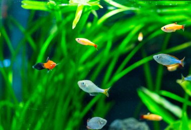 Tatlı su akvaryum balığı, Neon cüce gökkuşağı balığı (Melanotaenia praecox)