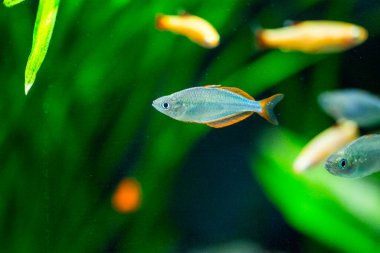 Tatlı su akvaryum balığı, Neon cüce gökkuşağı balığı (Melanotaenia praecox)