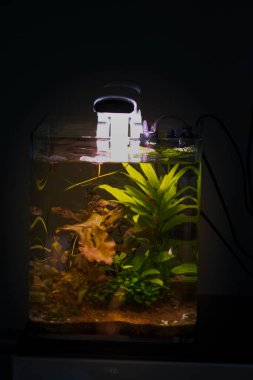 Tatlı su küçük ekili akvaryum 
