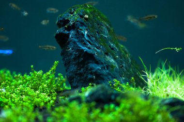 Tatlı su küçük ekili akvaryum 