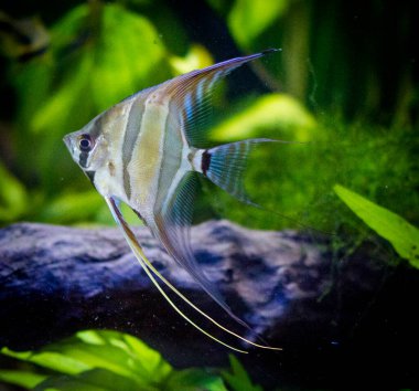 Tatlı su akvaryum balığı, Amazon nehrinden gelen melek balığı, pterophyllum scallare (altum)