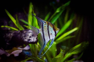 Tatlı su akvaryum balığı, Amazon nehrinden gelen melek balığı, pterophyllum scallare (altum)