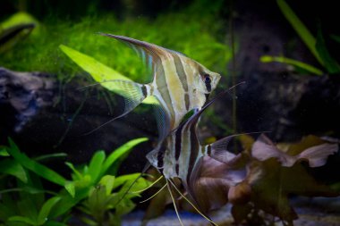 Tatlı su akvaryum balığı, Amazon nehrinden gelen melek balığı, pterophyllum scallare (altum)