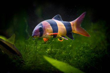 Tatlı su akvaryum balığı, Sumatra ve Borneo 'dan palyaço loach (kromobotia macracanthus)