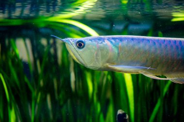 Tatlı su akvaryum balığı, Thesilver arowana (Osteoglossum bisirozu)