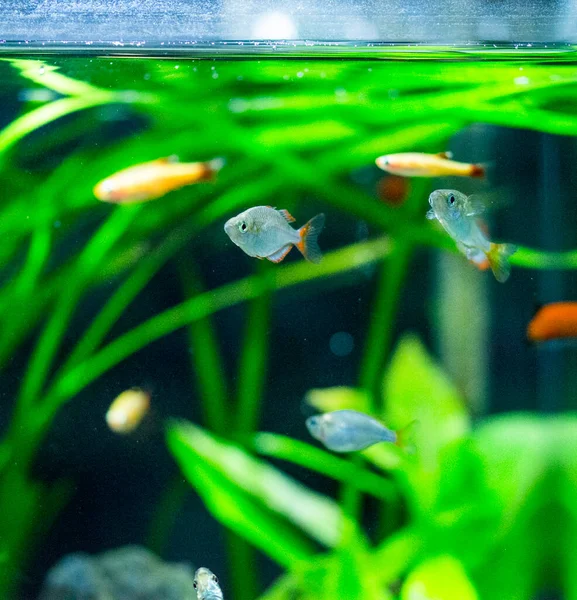 Пресноводные Аквариумные Рыбы Неоновые Карликовые Радужные Рыбы Melanotaenia Praecox — стоковое фото