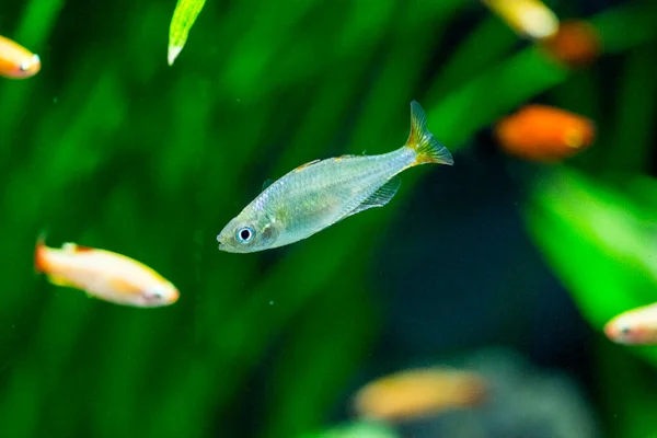 Sötvatten Akvarium Fisk Den Neon Dvärg Regnbåge Fisk Melanotaenia Praecox — Stockfoto