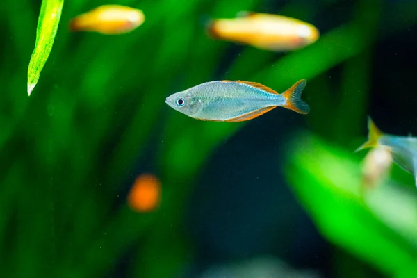 Tatlı Akvaryum Balığı Neon Cüce Gökkuşağı Balığı Melanotaenia Praecox — Stok fotoğraf