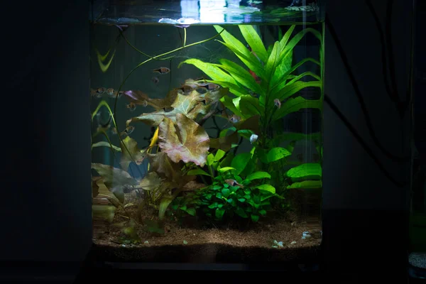 Freshwater small planted aquarium