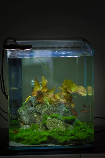 Freshwater Small Planted Aquarium — Stock Photo, Image