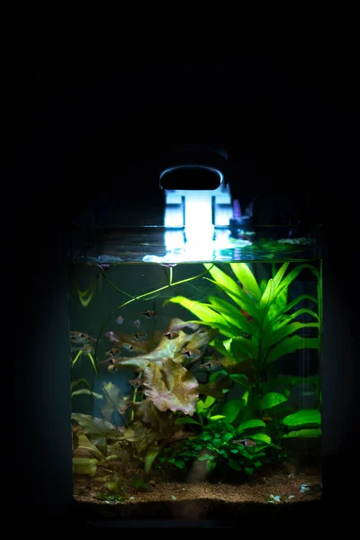 Petit Aquarium Planté Eau Douce — Photo