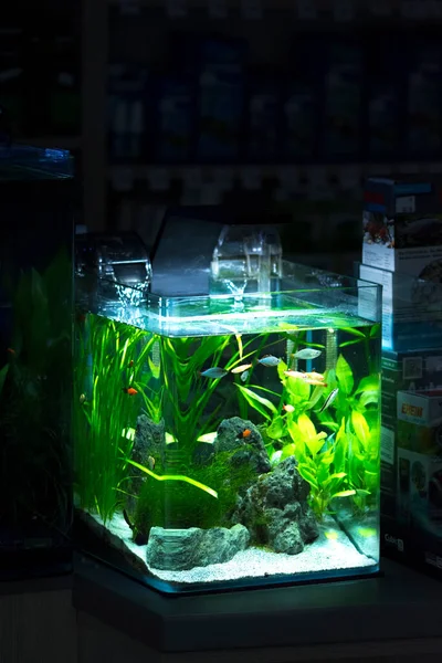 Tatlı su küçük ekili akvaryum 