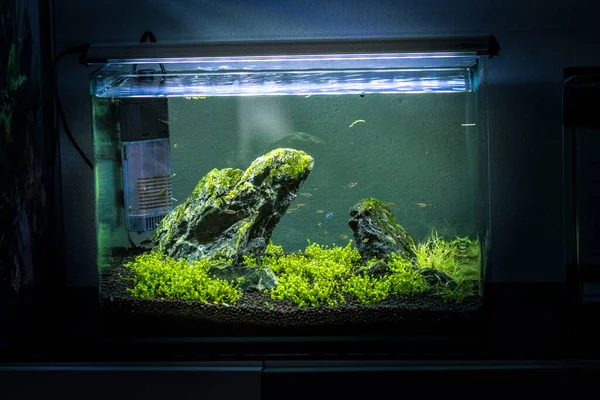 Sötvatten Liten Planterad Akvarium — Stockfoto