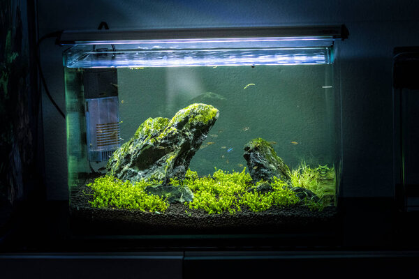 Малый аквариум с пресной водой
 