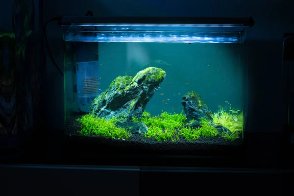 Süßwasser Kleines Bepflanztes Aquarium — Stockfoto