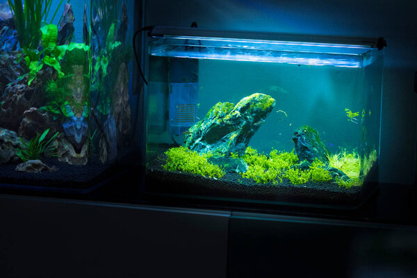 Малый аквариум с пресной водой
 