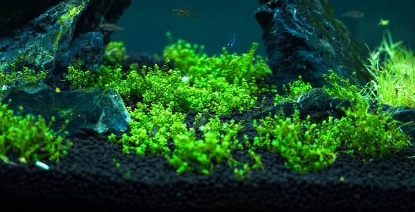Sladkovodní Malé Zasazené Akvárium — Stock fotografie