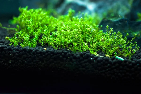 Tatlı su küçük ekili akvaryum 