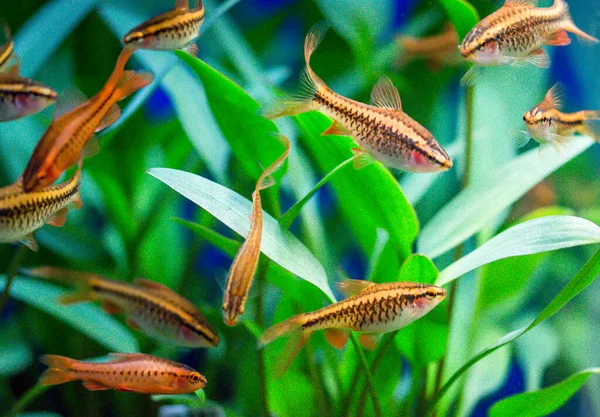 Gül (pembe) tatlı su akvaryum balığı, Asya, Sumatra, Borneo ve daha fazlası dikenli diken, kiraz iğnesi (Puntius titteya))