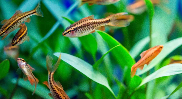 Rosa Rosa Peces Acuario Agua Dulce Púas Asia Sumatra Borneo — Foto de Stock