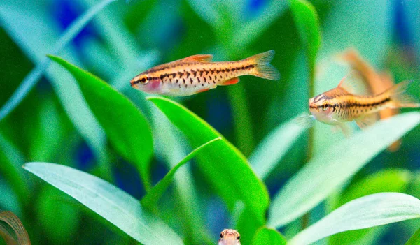 Rosa Rosa Peces Acuario Agua Dulce Púas Asia Sumatra Borneo — Foto de Stock